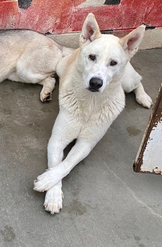 White sales retriever mix