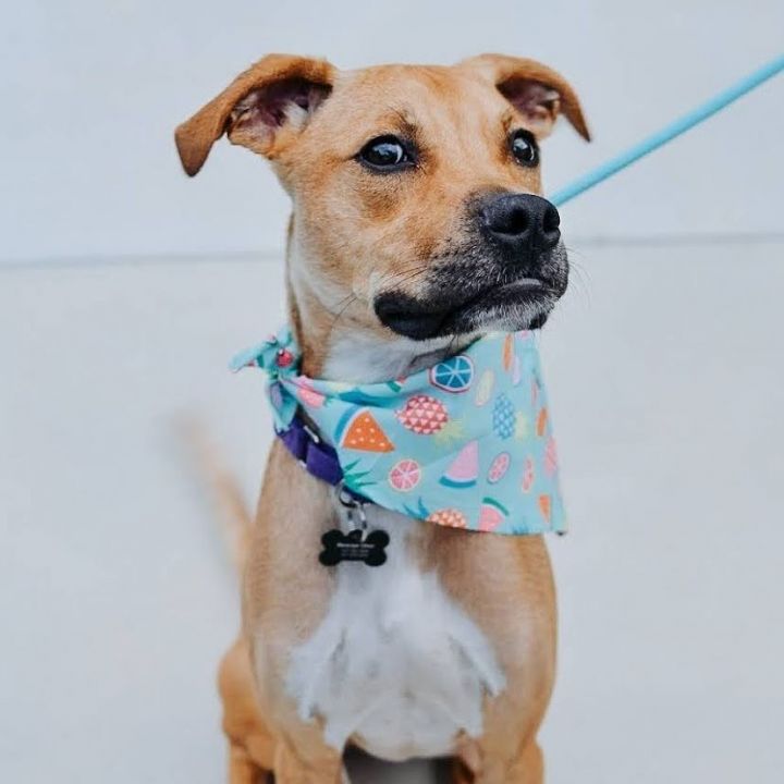 Mullet, an adoptable Hound & Terrier Mix in Springfield, MO_image-3