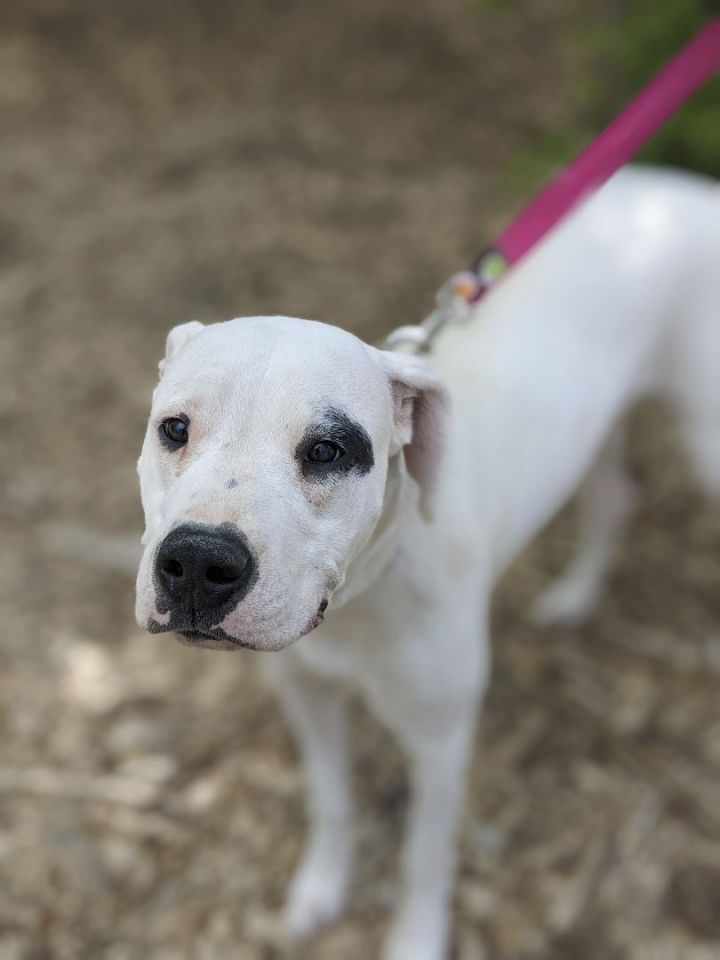 Harley, an adoptable Dogo Argentino Mix in Plainfield, NJ_image-1