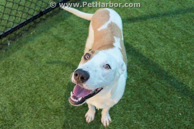 BRYCE, an adoptable Labrador Retriever in Dallas, TX_image-1