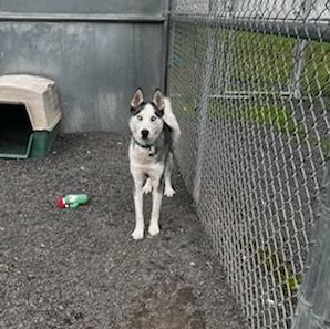 Kermit, an adoptable Husky Mix in Moscow, ID_image-2