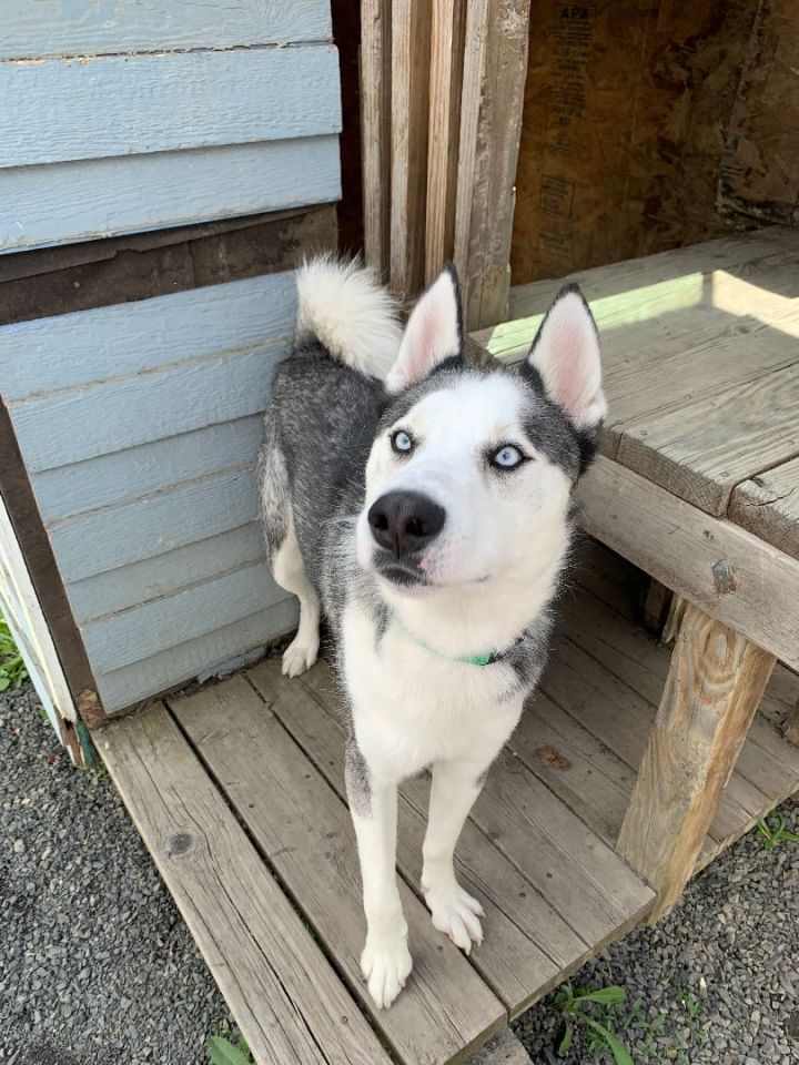 Kermit, an adoptable Husky Mix in Moscow, ID_image-4