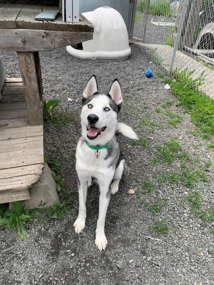 Kermit, an adoptable Husky Mix in Moscow, ID_image-5