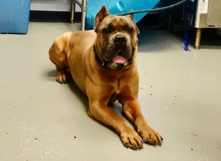 Dog for adoption Tiny, a Cane Corso & Mastiff Mix in Yonkers, NY