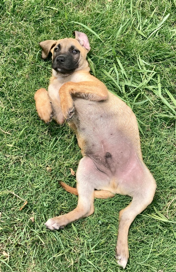 Goober, an adopted Labrador Retriever & German Shepherd Dog Mix in Dallas, TX_image-2
