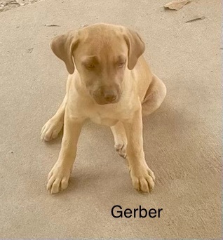 Gerber, an adopted Labrador Retriever & German Shepherd Dog Mix in Dallas, TX_image-2
