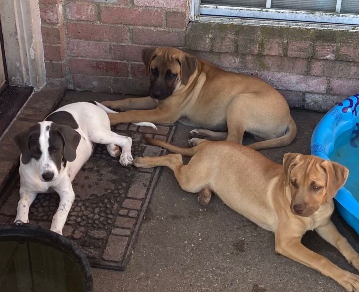 Gerber, an adopted Labrador Retriever & German Shepherd Dog Mix in Dallas, TX_image-6
