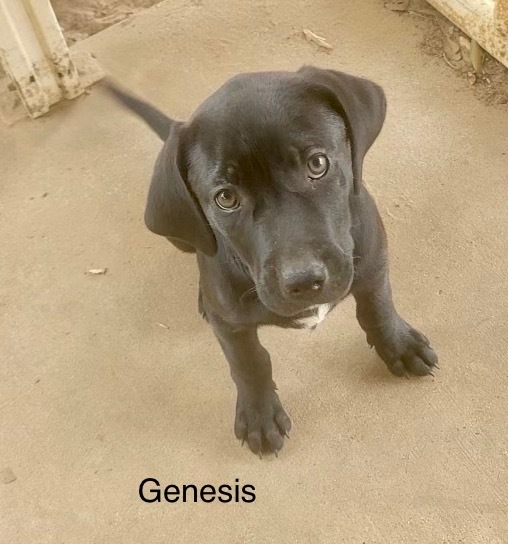 Genesis , an adopted Labrador Retriever & German Shepherd Dog Mix in Dallas, TX_image-1