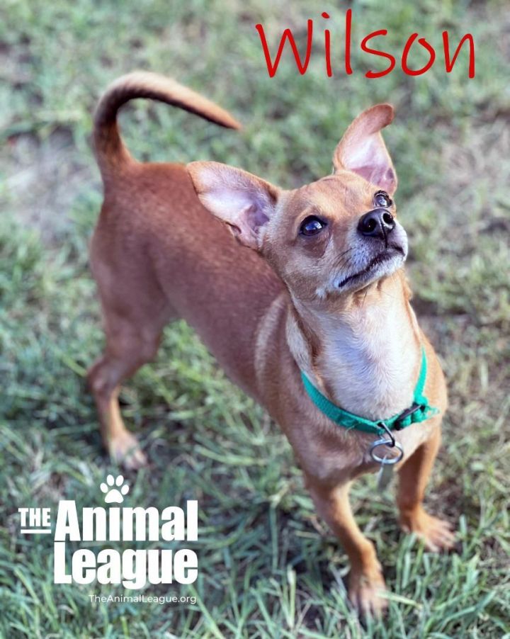 Wilson, an adopted Chihuahua Mix in Clermont, FL_image-2