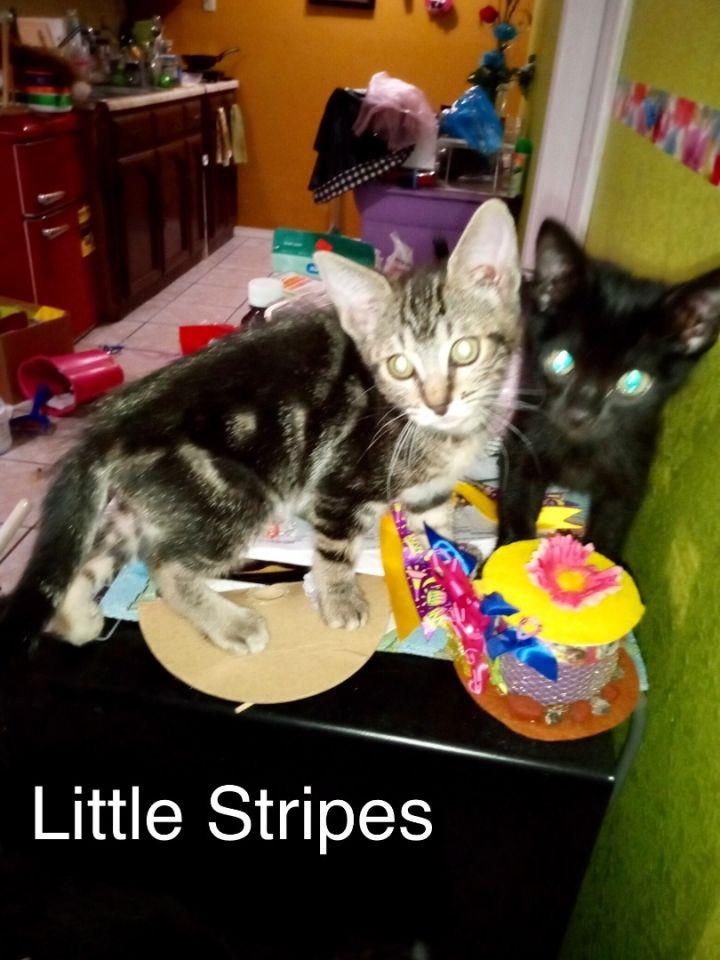 Bella and Little Stripes, an adoptable Tabby & Tuxedo Mix in Mission Viejo, CA_image-3