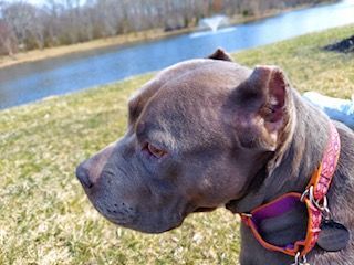 Lola, an adopted Pit Bull Terrier in Lincoln Park, NJ_image-5