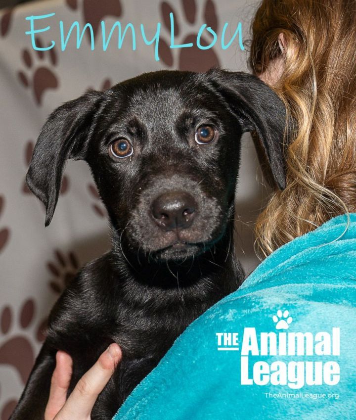 EmmyLou, an adopted Labrador Retriever & Doberman Pinscher Mix in Clermont, FL_image-2