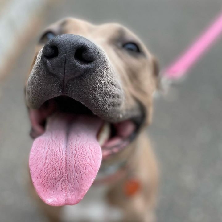 Layla, an adoptable Pit Bull Terrier in Lincoln Park, NJ_image-2