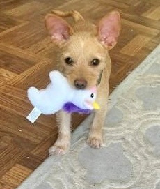 Biscuit , an adopted Yorkshire Terrier & Chihuahua Mix in Dallas, TX_image-2