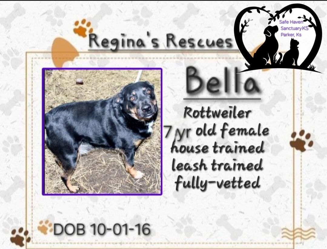 Bella, an adoptable Rottweiler, Labrador Retriever in Parker, KS, 66072 | Photo Image 1