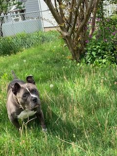 Mush, an adoptable American Bully in Lincoln Park, NJ_image-3
