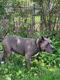Mush, an adoptable American Bully in Lincoln Park, NJ_image-4