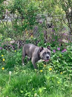 Mush, an adoptable American Bully in Lincoln Park, NJ_image-5