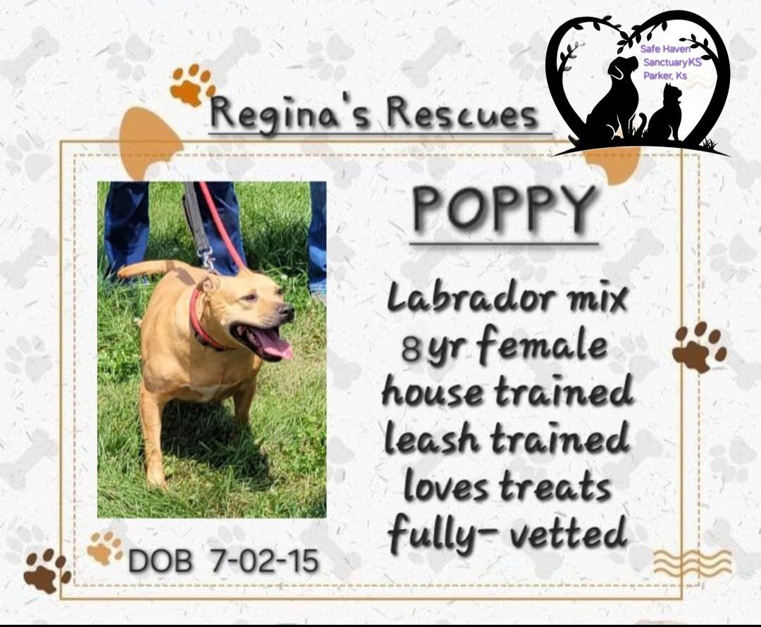 Poppy, an adoptable Yellow Labrador Retriever in Parker, KS, 66072 | Photo Image 1