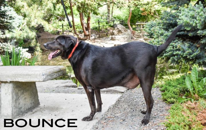 Bounce, an adoptable Labrador Retriever & Border Collie Mix in Union Gap, WA_image-4