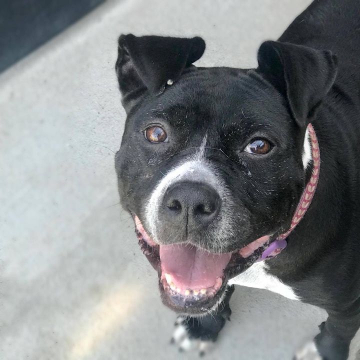 black and white pitbull boxer mix