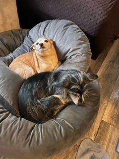 Lily and Kaycee, an adopted Terrier & Chihuahua Mix in Appin, ON_image-2