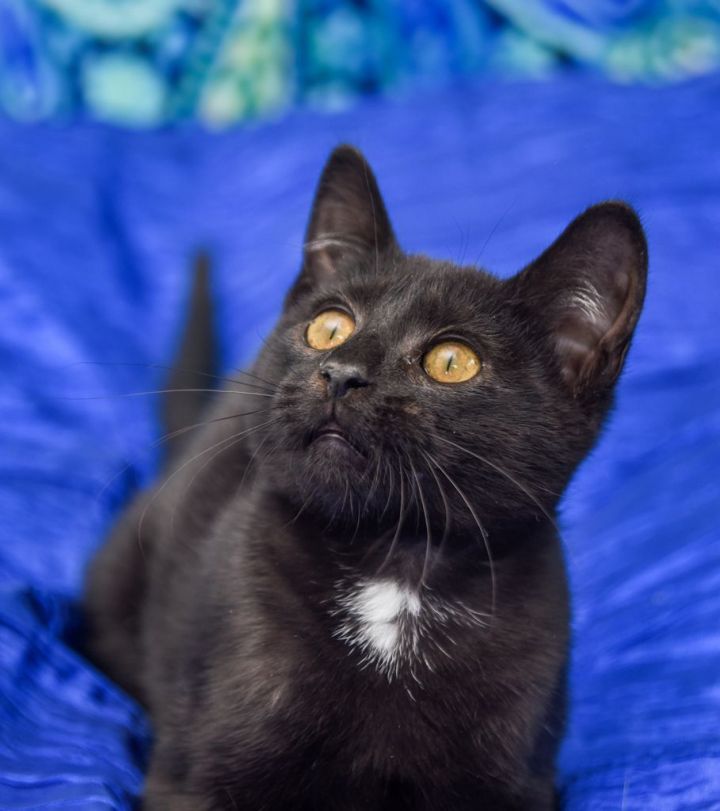 Eliza, an adoptable Domestic Short Hair Mix in Chattanooga, TN_image-3