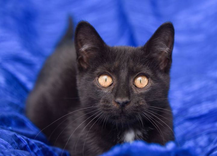 Eliza, an adoptable Domestic Short Hair Mix in Chattanooga, TN_image-4