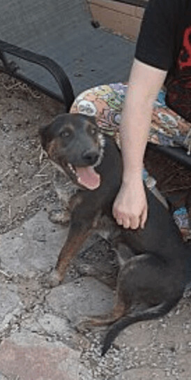 Kai, an adoptable Australian Cattle Dog / Blue Heeler & Shepherd Mix in Williamsburg, NM_image-2