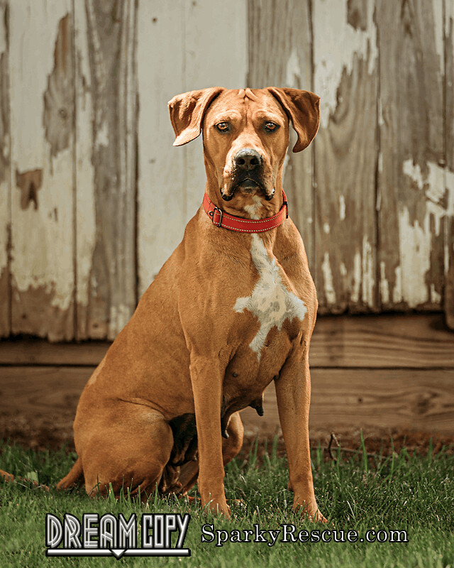 Ruby, an adoptable Hound Mix in Owensboro, KY_image-2