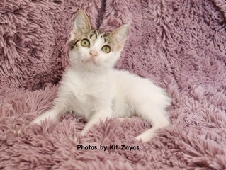 Tish, an adopted Manx & Domestic Short Hair Mix in Saint Augustine, FL_image-6