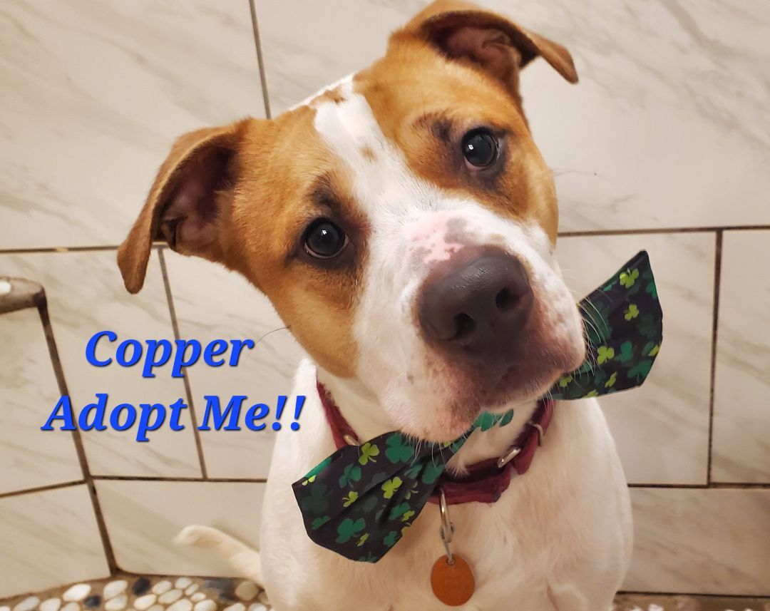 Copper, an adoptable American Staffordshire Terrier, German Shepherd Dog in Sheboygan, WI, 53081 | Photo Image 1