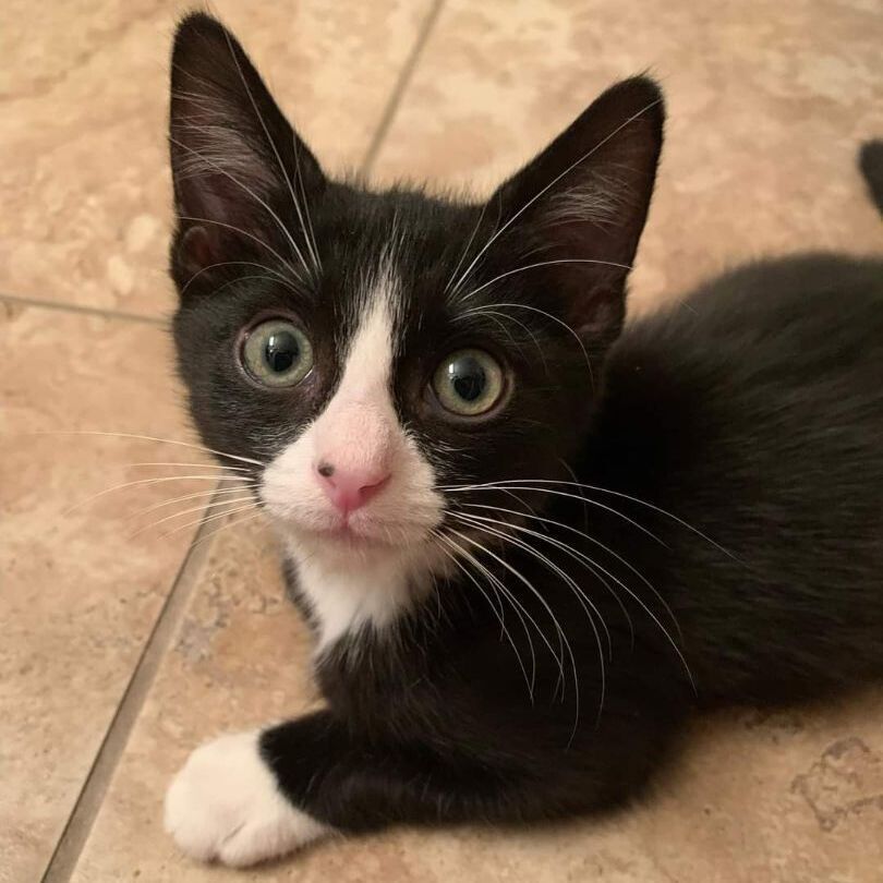 Dewey