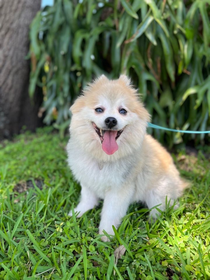 Chester , an adopted Pomeranian in Davie, FL_image-1