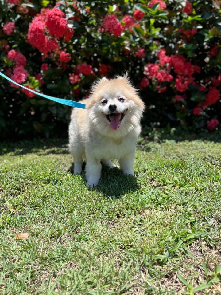 Chester , an adopted Pomeranian in Davie, FL_image-4