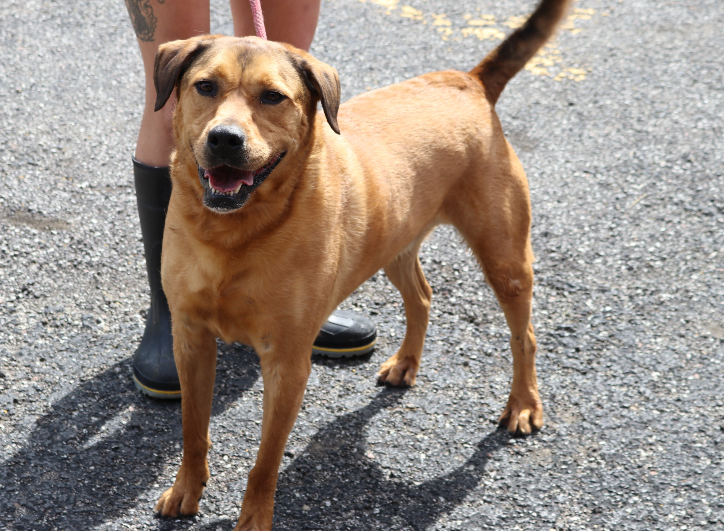 Hero, an adoptable Hound, Shepherd in Reeds Spring, MO, 65737 | Photo Image 1