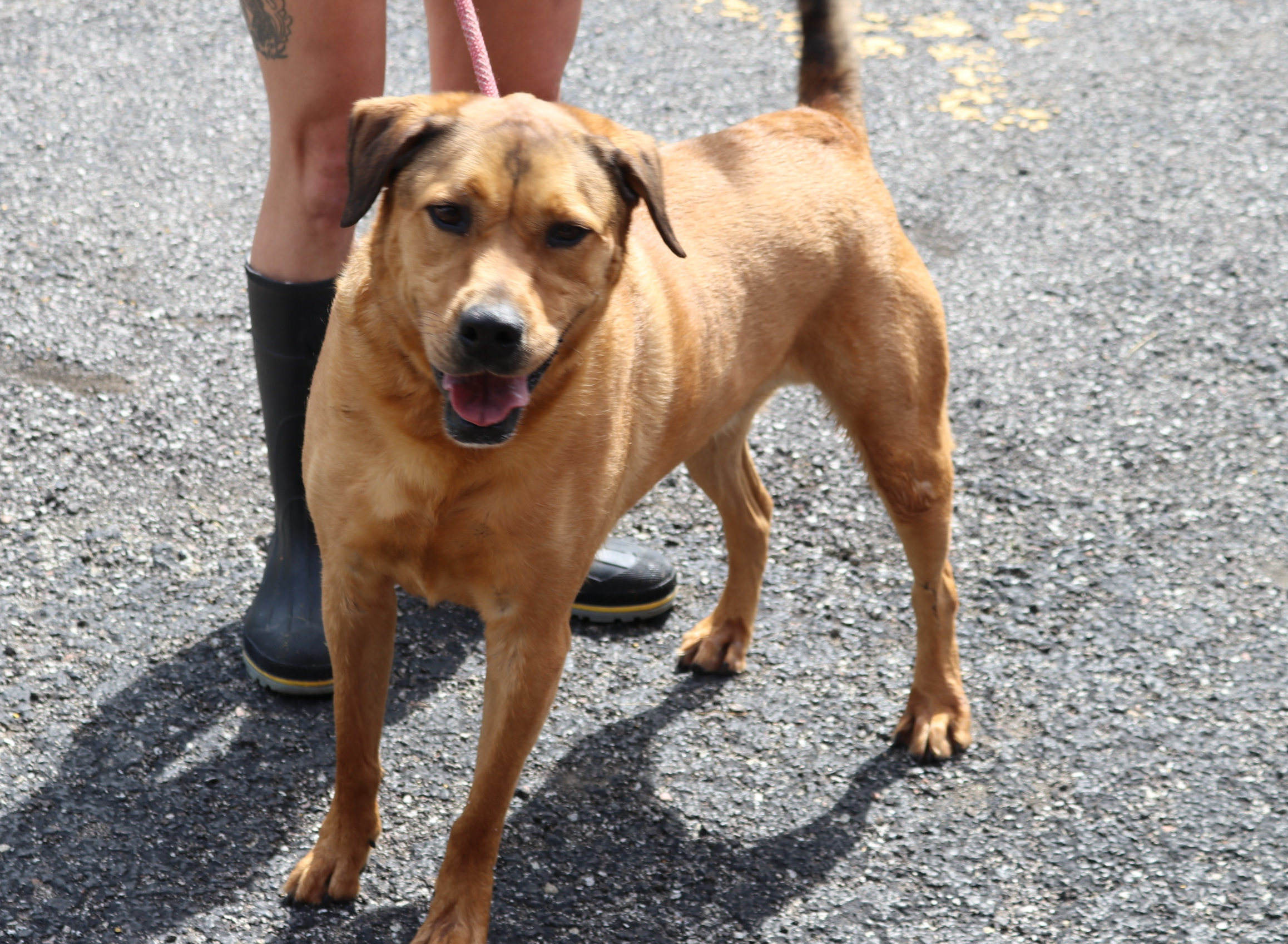 Hero, an adoptable Hound, Shepherd in Reeds Spring, MO, 65737 | Photo Image 2