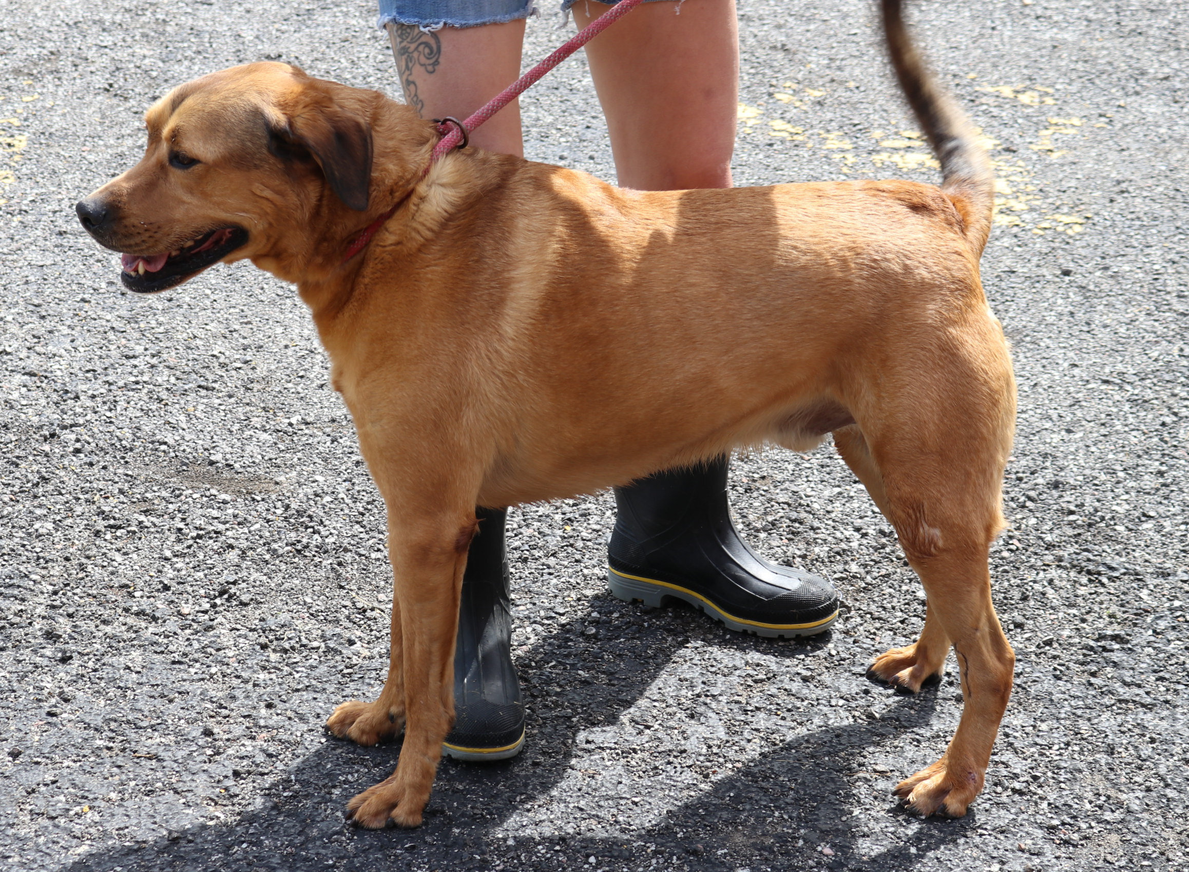 Hero, an adoptable Hound, Shepherd in Reeds Spring, MO, 65737 | Photo Image 3