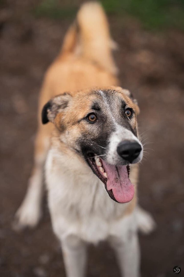 Ollie, an adoptable Mixed Breed in Vaudreuil-Dorion, QC, J7V 8P2 | Photo Image 4