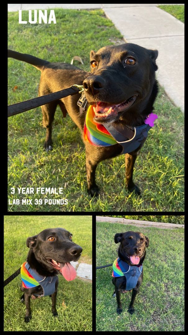 LUNA - 3 YEAR LAB MIX FEMALE @ PETCO, 5011 EAST RAY ROAD, PHOENIX 85044 ON SATURDAY, JULY 16, FROM 11 - 2 PM