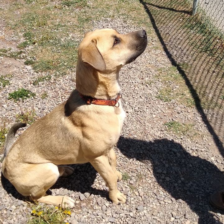 Mowgli, an adoptable Mastiff & Labrador Retriever Mix in Ridgway, CO_image-1