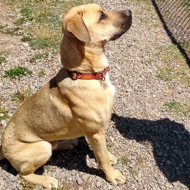 Mowgli, an adoptable Mastiff & Labrador Retriever Mix in Ridgway, CO_image-3