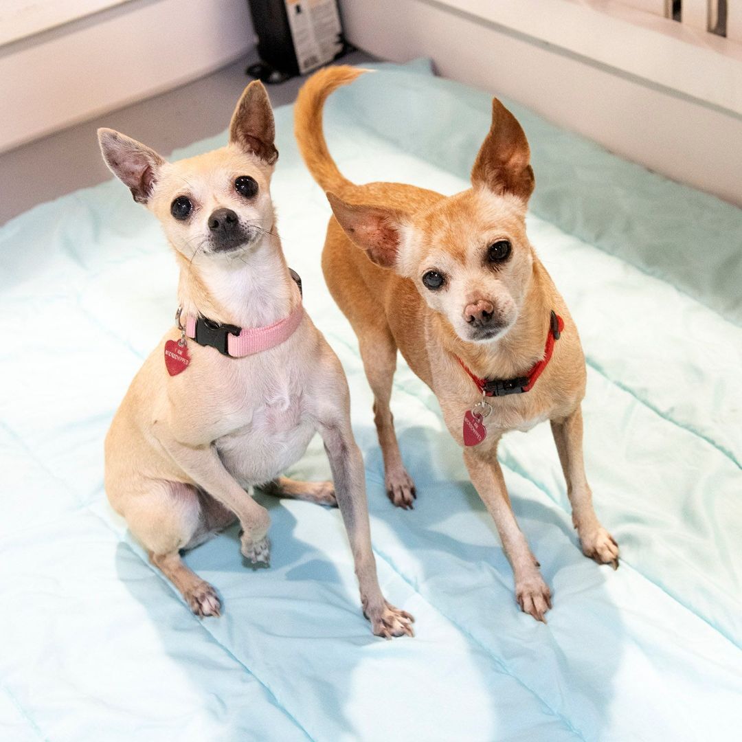 CC & Lulu, an adoptable Chihuahua in Seattle, WA, 98116 | Photo Image 4