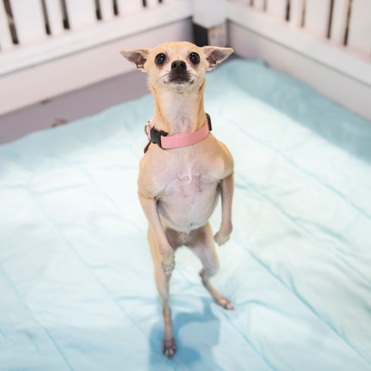 CC & Lulu, an adoptable Chihuahua in Seattle, WA, 98116 | Photo Image 5