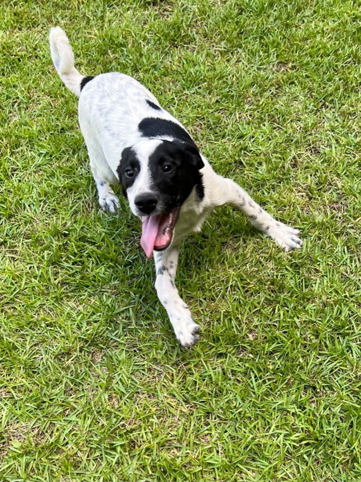 German shepherd spaniel store mix