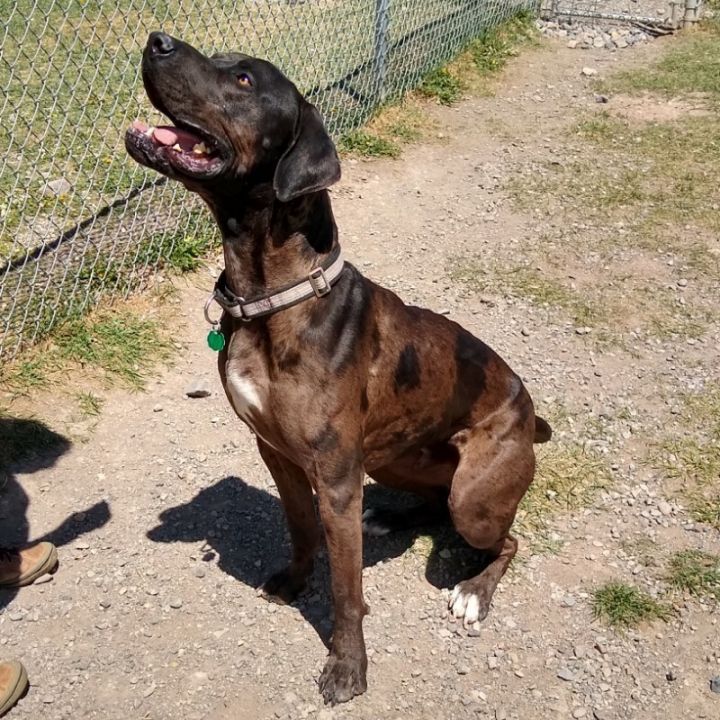 Bubba, an adoptable Great Dane Mix in Ridgway, CO_image-3