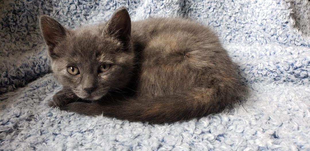 Coconut, an adoptable Dilute Tortoiseshell in Humboldt , SK, S0K 2A0 | Photo Image 3