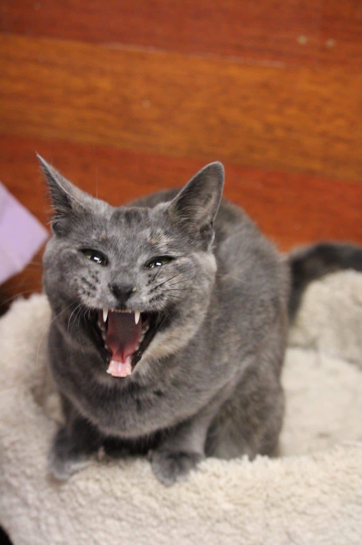 Coconut, an adoptable Dilute Tortoiseshell in Humboldt , SK, S0K 2A0 | Photo Image 4