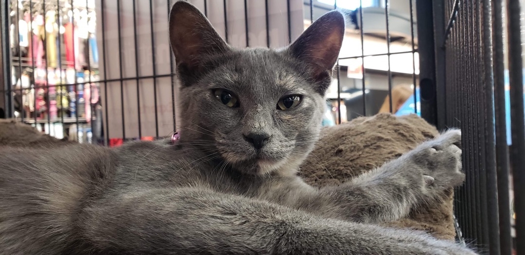 Coconut, an adoptable Dilute Tortoiseshell in Humboldt , SK, S0K 2A0 | Photo Image 6