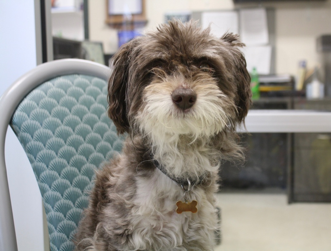 Dog for adoption Chewy, an Aussiedoodle Mix in Menominee, MI Petfinder